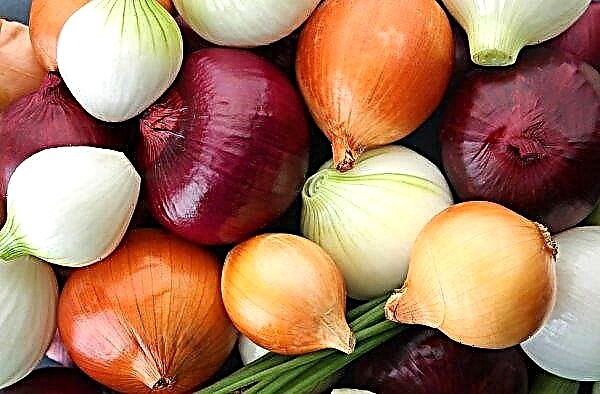 Ukrainian onion market: stagnation prices, small demand