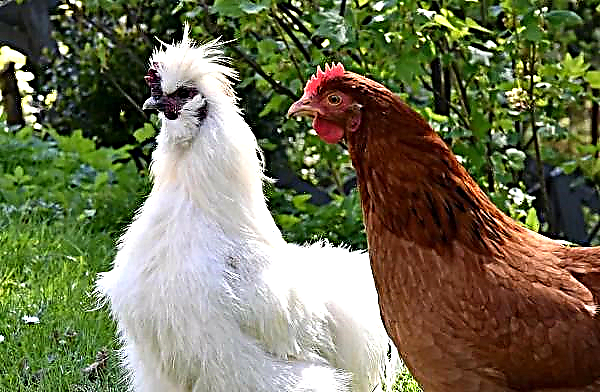 Warga North Carolina Membawa Ayam untuk Tujuan Nirlaba