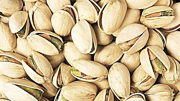 Odessan viljelijä kasvattaa "timantti" pistaasipähkinöitä