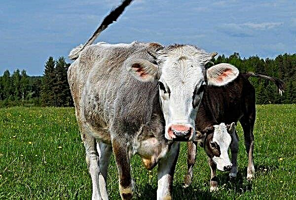 Farmers of the Smolensk region are pleased with the productivity of local cows