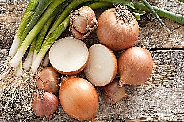 In Ukraine, prices for new crop onions fell sharply