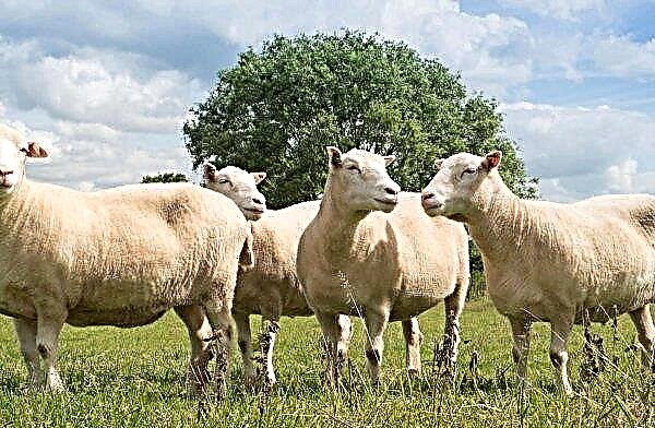 V Írsku by zníženie cien mohlo zničiť chovateľov oviec