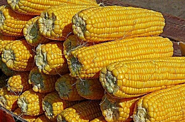 I USA holder dårlig vær prisene på mais og soyabønner