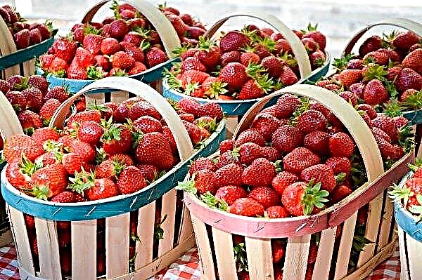 Οι κάτοικοι της πρωτεύουσας θα λάβουν τοπικές φράουλες καθ 'όλη τη διάρκεια του έτους