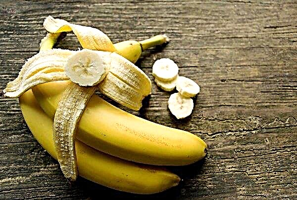 Bananai gali pakilti 50 procentų