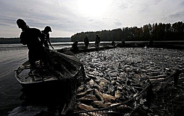 شهد العالم انخفاضًا في صيد الأسماك