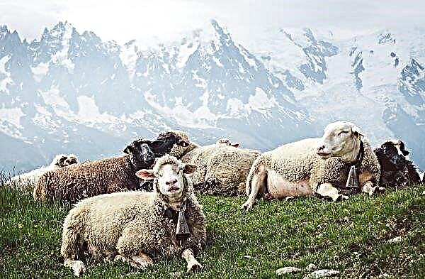 Transcarpathian sheep solemnly held on pastures