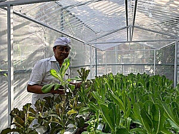 A hydroponic farm opens in Bali