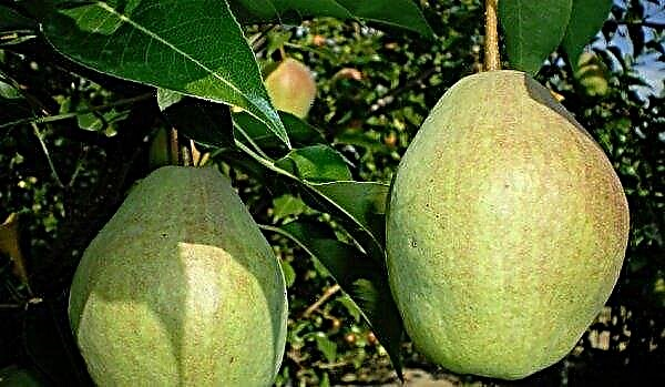 Silva pear: botanical description of the tree and fruits, agricultural cultivation and care of the variety, photo