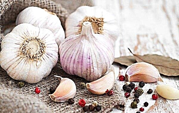Ukrainian garlic loses quality due to rains