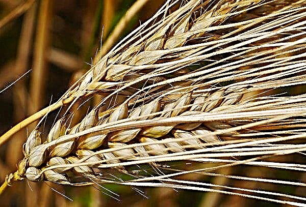 Harvesting of early grains started in Transcarpathia
