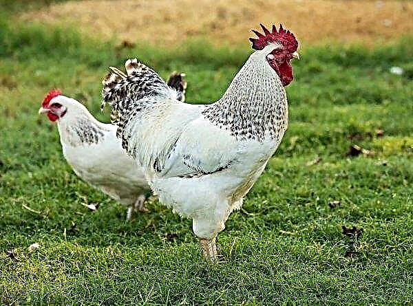 Une épidémie de grippe aviaire a été détectée dans une ferme au Royaume-Uni