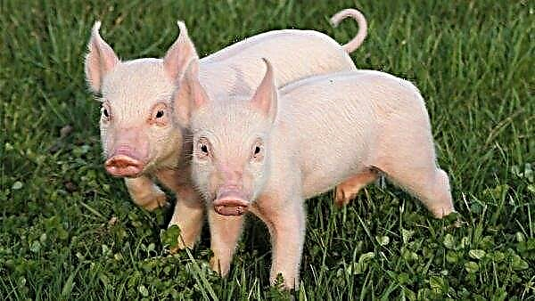 Criadores de porcos ucranianos sofrem milhões de perdas com a ASF