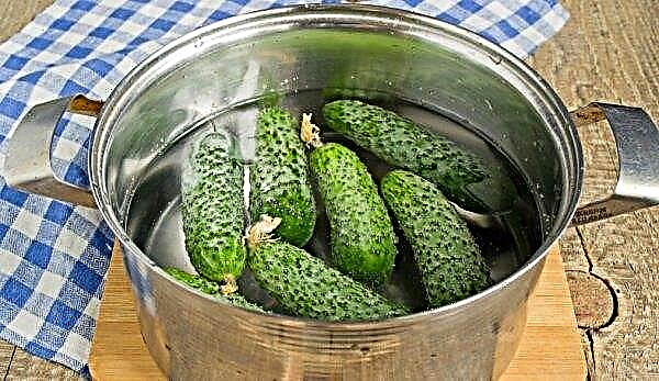 Hoe bitterheid van komkommers te verwijderen voor het inblikken: manieren om er vanaf te komen, video