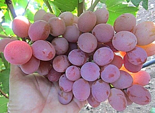Ukrainian breeders are working on the creation of seedless grape varieties