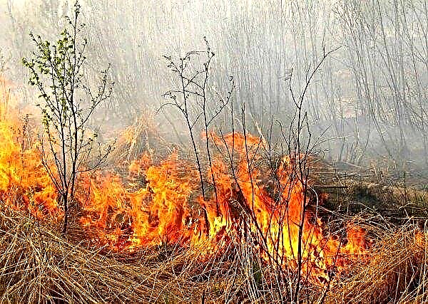 Thousands of pets burned alive in the Transbaikal expanses
