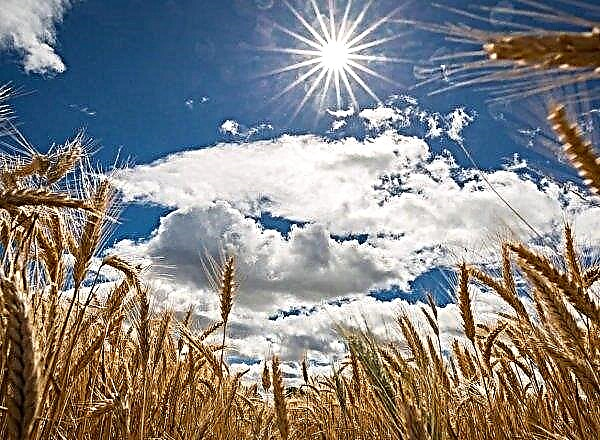 En la UE, el trigo cayó a un mínimo de casi dos semanas.
