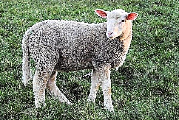 Sheep Fair in English Suffham