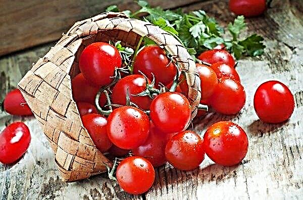 Tomaten gewaardeerd in Oekraïne