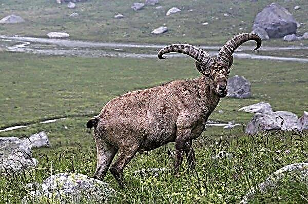 Penternak Ossetia akan membantu memulihkan bekas kambing unik dari Buku Merah