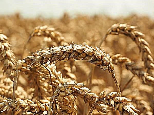 Pěstování světové pšenice bude větší, než se očekávalo