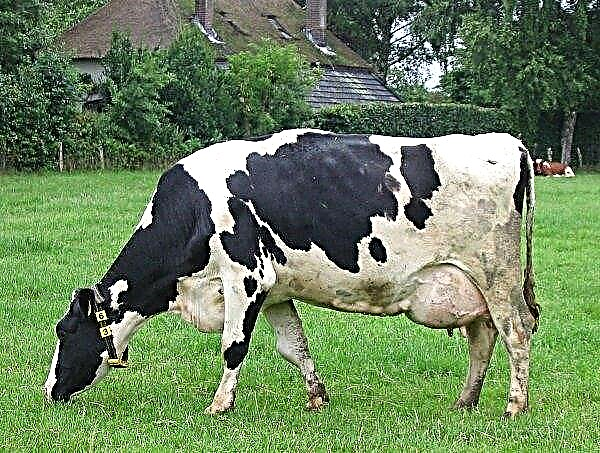 Bắc Ireland làm giảm bò sữa