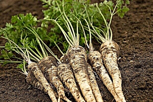 Root parsley: cultivation features, care for planting parsley in the open ground