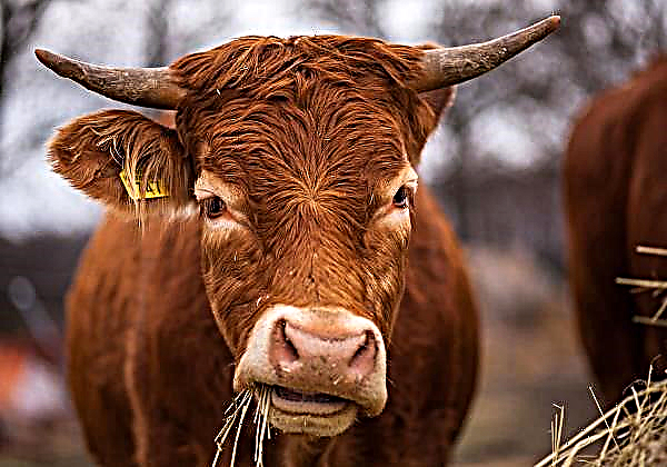 American cows will be accompanied by drones