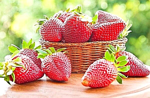There is no one to pick strawberries on Spanish farms
