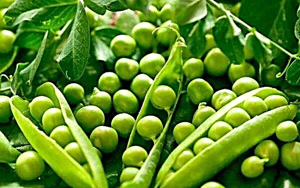 Ukrainian agrarians again turned their attention to peas