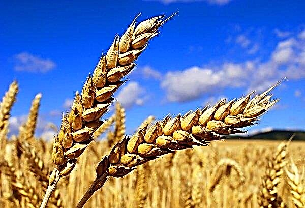 Agraires moldaves - au seuil de la «finale des céréales»