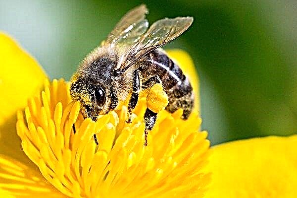 Khmelnitsky 지역의 Slavutsky 지역의 양봉가들은 꿀벌의 대량 사망으로 고통 받았다.