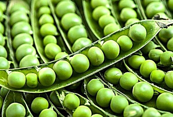 AgroGeneration begins harvesting winter peas