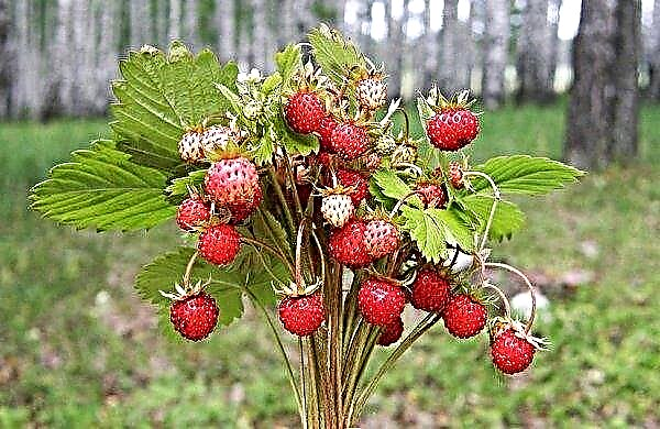 Wild strawberry: differences where it grows, description and characteristics, value and application, photo