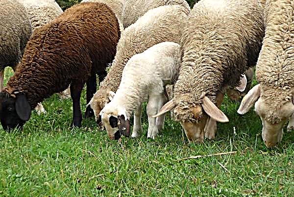 Mucho ruido y pocas nueces o cómo una familia de Cork se regocija en cinco corderos