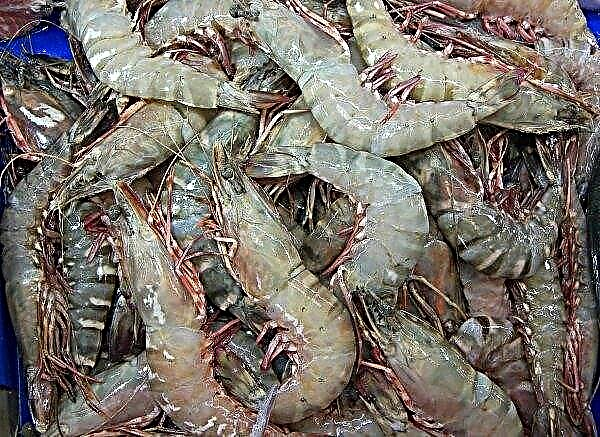 Fazenda coletiva da Criméia lançou a produção de camarão tailandês