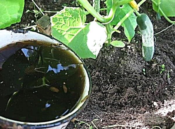 Ako nakŕmiť uhorky dusíkom: typy pravidiel hnojenia a hnojenia, video