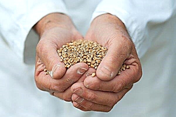 Stavropol agrarianos - líderes no cultivo de grãos