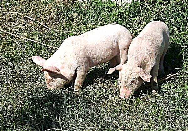 Tšerkasyn viljelijä kasvattaa eliittirotujen sikoja
