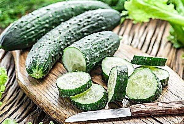 Cucumbers rise again in the Ukrainian markets