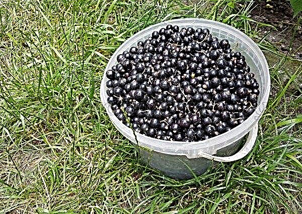 Sugar blackcurrant: variety description, planting rules, photo