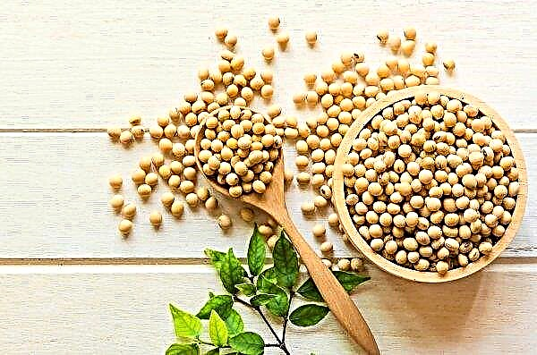 Brazilian soybean exports to China decline in 2019