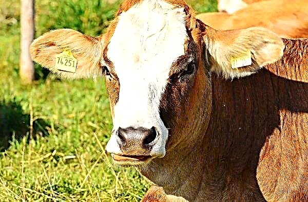 Di UK, petani diminta untuk berkongsi pengalaman mereka dengan lembu dengan hipokalsemia