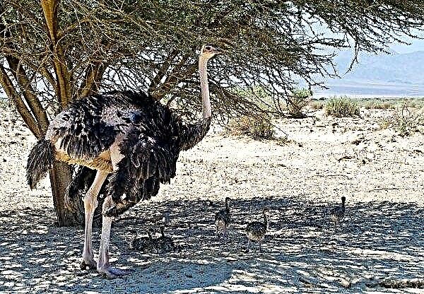 Se ha abierto una granja de avestruces en la región de los Cárpatos.