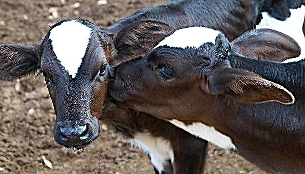 Di Wilayah Stavropol, anak lembu sejagat generasi baru dibiakkan.