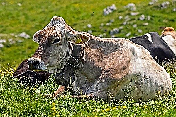 On kindlaks tehtud lehmade peamised geneetilised omadused piimatoodangu parandamiseks.