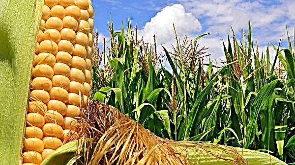 What is the forecast for corn prices in the USA in 2020