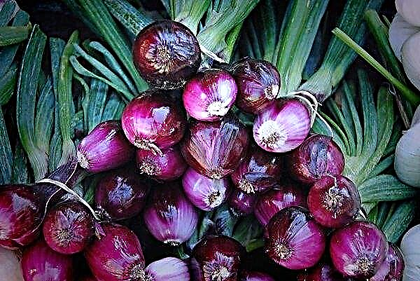 Onion prices in Ukraine fell again