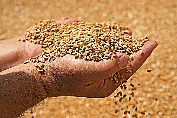 Russia handed over “wheat aid” to pregnant Korean women