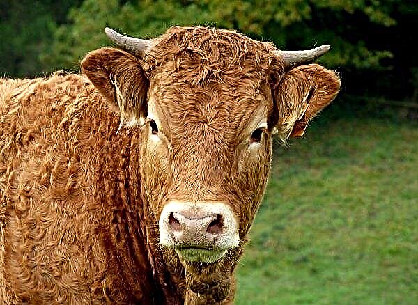イギリスの農家が3Dスキャナーで牛の状態を監視